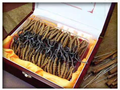 东至冬虫夏草回收